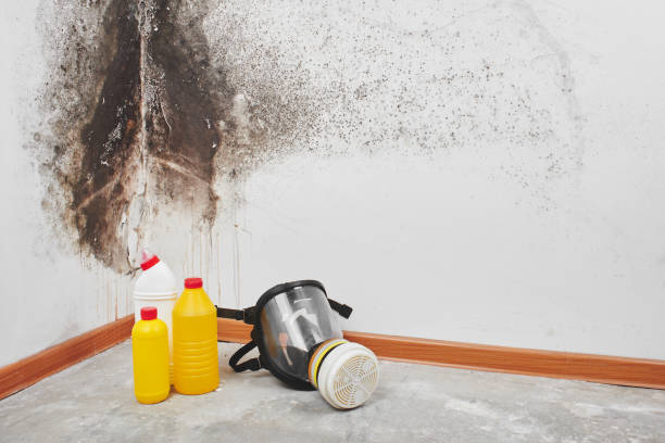 Best Mold Remediation  in New Glarus, WI
