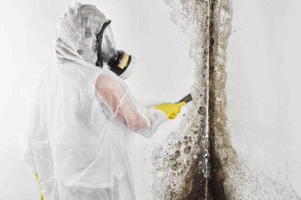 Attic Mold Removal in New Glarus, WI