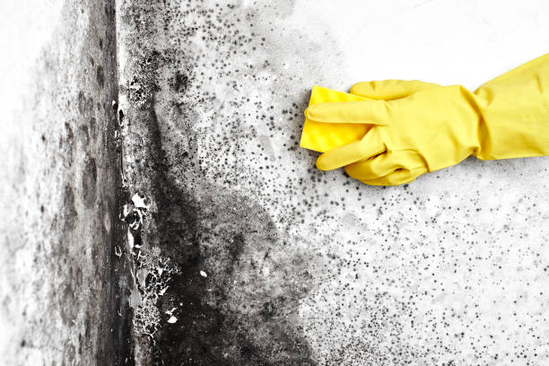 Best Crawl Space Mold Removal  in New Glarus, WI