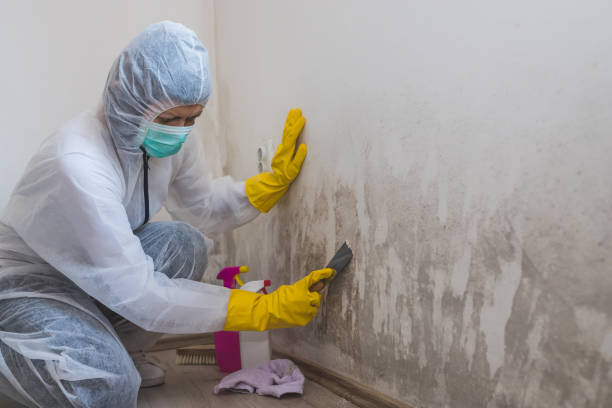 Best Certified Mold Removal  in New Glarus, WI