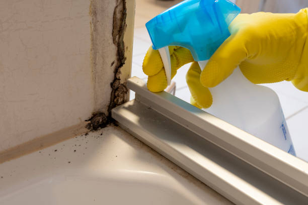Trusted New Glarus, WI Mold Removal Experts