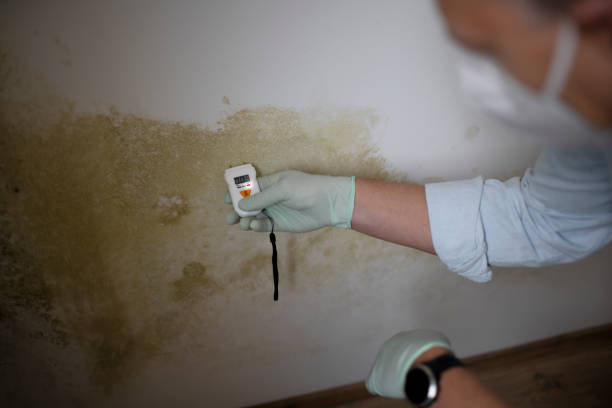 Best Office Mold Removal Services  in New Glarus, WI
