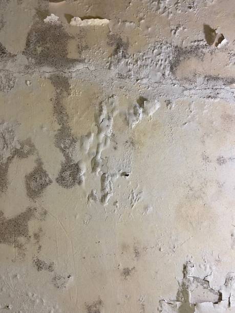Best Certified Mold Removal  in New Glarus, WI