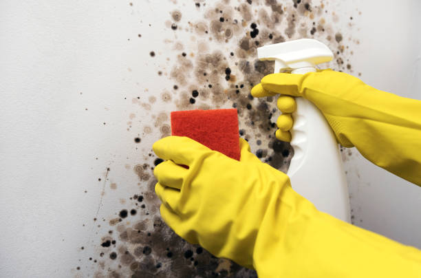 Best Mold Testing  in New Glarus, WI