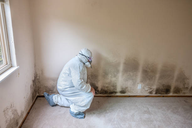 Best Professional Mold Removal  in New Glarus, WI